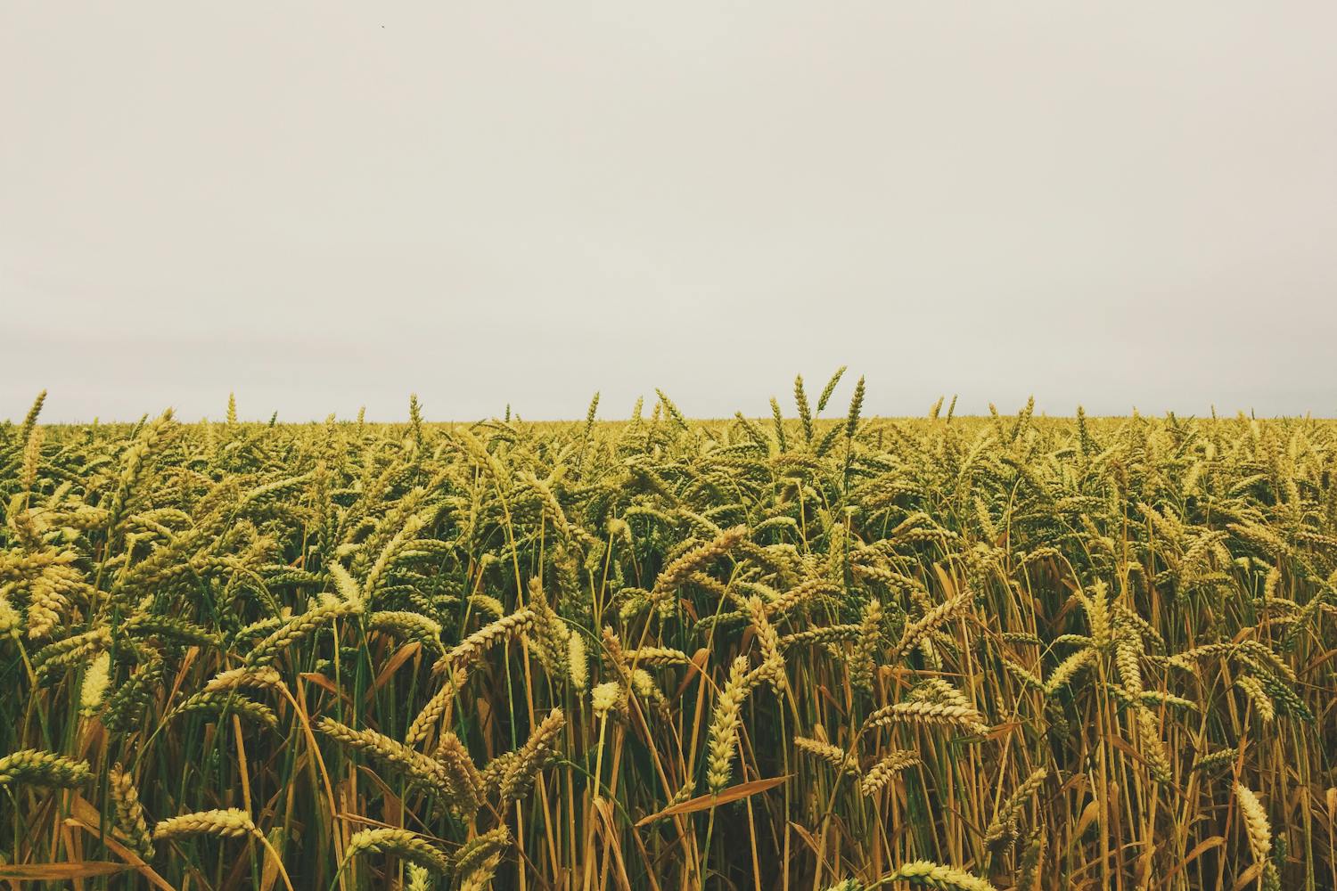 A winning cocktail of modern agriculture?